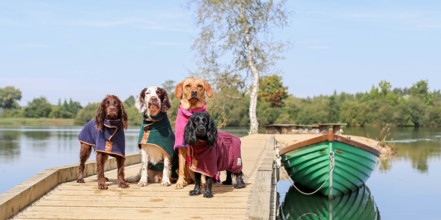 Dogs standing on a jetty after a swim at Log House Holidays